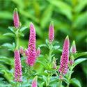 Veronica 'First Love' Veronica 'First Love' (PPAF) is a nicely branching, heat and drought tolerant summer flowering perennial with deep fluorescent pink spikes up to 16" high and