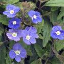 00 Veronica 'Georgia Blue' is a terrific groundcover for the sun to part shade garden, forming a low mat of round, dark green foliage that is completely covered with tiny medium