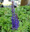 It forms a low growing mat of foliage and has violet-blue flowers spikes all summer long over clean green foliage. It grows 14" high and spreads 15 to 18" wide.