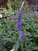 It forms a low mat of tiny green leaves and in the spring it is covered with many tiny blue flowers on short stalks, only a few inches high.
