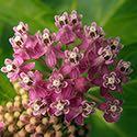 Asclepias incarnata Asclepias incarnata, swamp milkweed, is a beautiful native perennial with clusters of upturned pink flowers in June