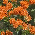 Give it evenly moist soil for the best growth. Asclepias tuberosa Price: $6.75, 3+ $6.
