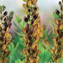 flowers in the fall. Baptisia 'Blue Towers' Price: $10.75, 3+ $10.