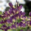 75 Baptisia 'Dutch Chocolate' has uniquely colored purple flowers with a slight yellow midrib that take on a chocolate colored