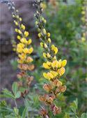 75 Baptisia 'Pink Truffles' brings a new color to false indigos with clear, soft lavender-pink flowers with a yellow keel.