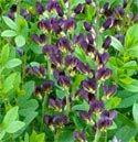 75 Baptisia 'Solar Flare' Prairieblues is a large hybrid Baptisia with lemon yellow flowers that develop a rusty orange blush, blooming in