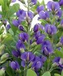 Baptisia australis Baptisia australis is a large, shrub-like perennial with purplish-blue flowers in early summer on 2' tall spikes over bushy