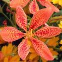 Belamcanda chinensis Belamcanda chinensis, blackberry lily, is a great plant for either the sunny or shady garden.