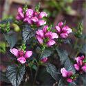 00 Chelone 'Hot Lips' has deep rosy-pink blossoms in late summer on 36" upright stems with glossy, deep green, serrated foliage on darkly