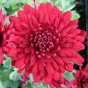 Chrysanthemum 'Maroon Pride' Chrysanthemum 'Maroon Pride' is a very hardy and long blooming garden mum with 3 1/2" double petaled flowers that are a