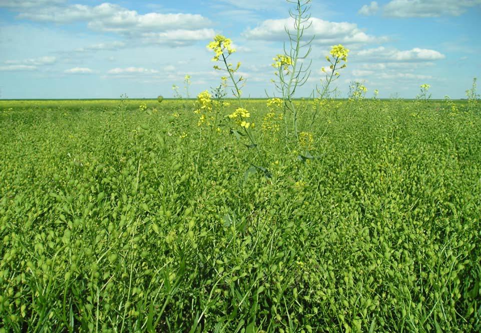 Camelina sativa Desirable agronomic traits Early maturity 80 to 100 days Some drought, heat and frost tolerance Resistant