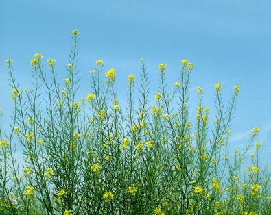 Ethiopian Mustard (Brassica carinata) Being developed as an industrial oil / bioplatform Biodiesel,
