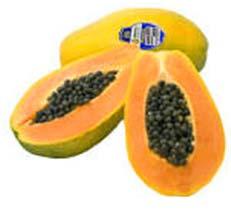 com Maradol Harvest Maturity and Flavor Mango harvest maturity