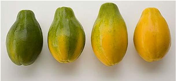 Harvest Maturity and Flavor Papaya harvest maturity is related to external color development Papayas should be harvested at a min.