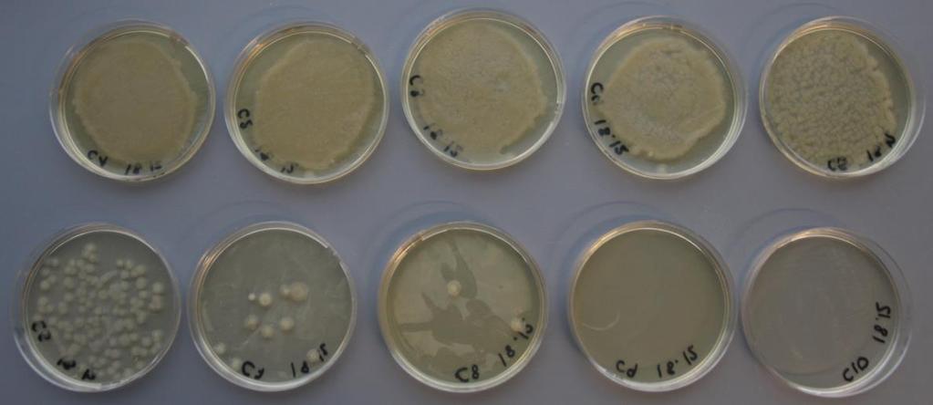 3. Results 1) Solid culture Figure 1: Bacteria grown on LB agar plates control conditions without ginger.