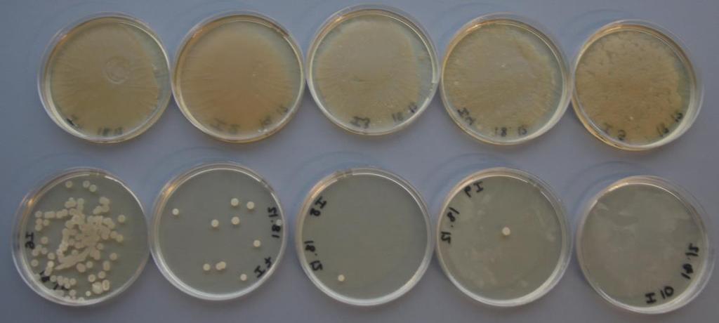 Successive dilutions (1*10-1 -1*10-10 ) from top left to bottom right.