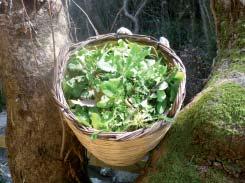 gr RADIKI Messinia Wild greens, Bulbs, Roots, Vegetables Wild Asparagus, Samphire, Cardoon Edible Flowers, Hirovotano,