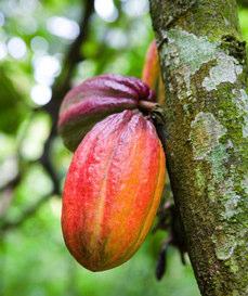 There are three different species of cocoa tree.