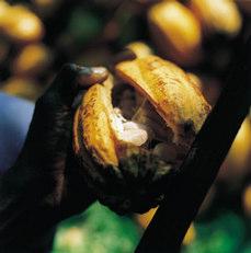 The cocoa pods ripen for a few days after the harvest.