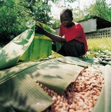 to August. The pulp containing the precious cocoa beans is then removed from the pods and collected in large baskets.