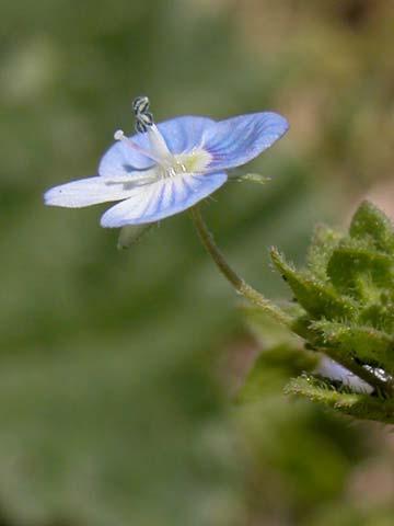 Wildflowers of Ardenwood Regional Preserve Blue Page 8