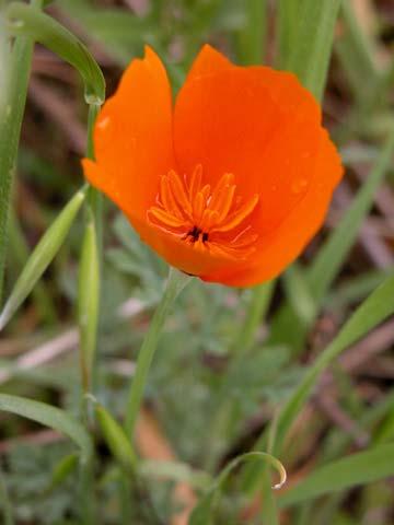 Wildflowers of Ardenwood Regional Preserve