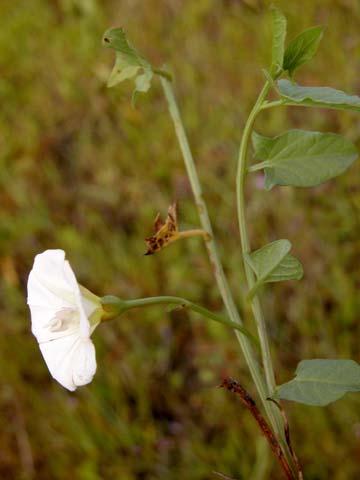 Native Perennial Honeysuckle