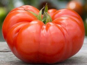 , glossy-red, meaty, fluted, beefsteak tomatoes that are LOADED with delicious, bold, rich and complex tomatoey flavors. Great disease resistance.