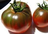 CHEROKEE PURPLE Heirloom 80 days Indeterminate. This legendary beefsteak tomato is at least 100 years old from Tennessee.