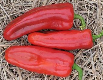MARCONI RED SWEET PEPPER 75-80 days Hybrid Marconi Red is a prolific old Italian heirloom prized for its huge, crisp, sweet red 3-lobed fruits.