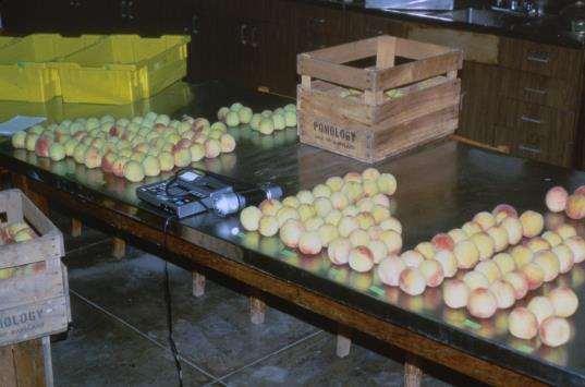 Ground Color Sorting Peach fruits were hand-harvested,