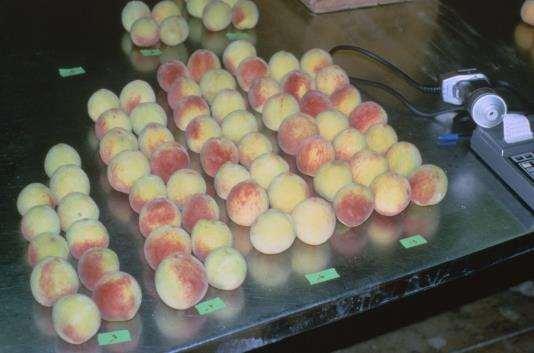 Ground Color Sorting To test the effects of fruit maturity on