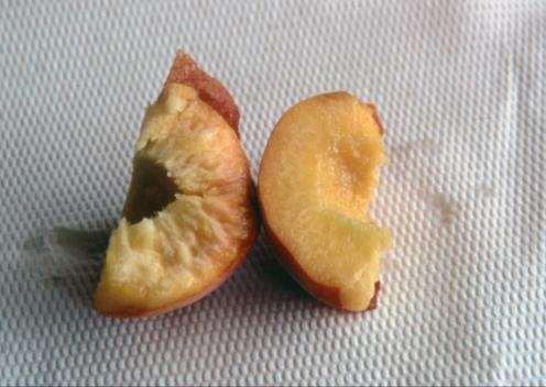 Mealiness in Peach Peach fruit on the left is dry and mealy while fruit