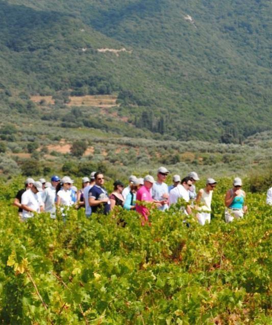 Share in the local knowledge, experience a private tour to the Navarino Vineyards, learn and participate