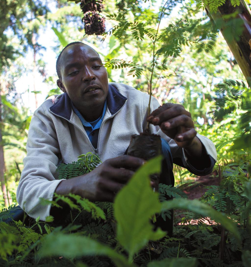 Amos Chirchir, Sireet OEP tea co-operative, with tree seedlings planted as part of climate change adaptation projects, part-funded using Premium fairtrade.