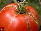 Tomatoes Volume 1, Issue 1 http://panen.org pa_nen@phmc.org (717) 233-1791 What s So Great about Tomatoes? What is Lycopene?