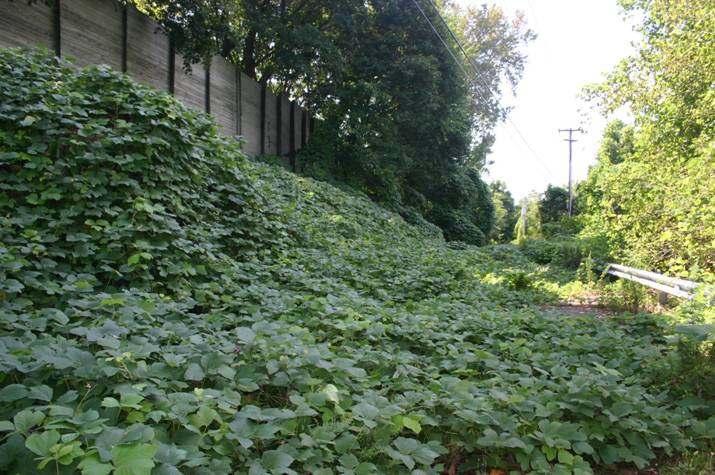 Kudzu has only been found in a couple locations in New England.
