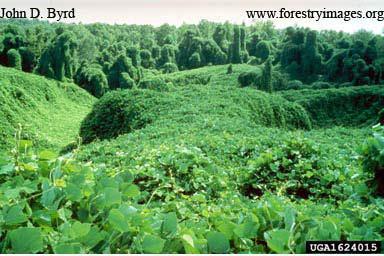 Kudzu Facts Native to Asia kudzu was introduced in 1876 at the Philadelphia Centennial Exposition by Japan Initially promoted as an ornamental In early 1900 s it was