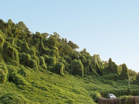 2 million hectares (3 million acres) planted In 1999 Time magazine listed kudzu s introduction as one of the 100 worst ideas of the century Today kudzu is a