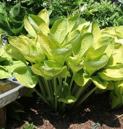 Yes, we have the AHGA 2018 Hosta of the Year!