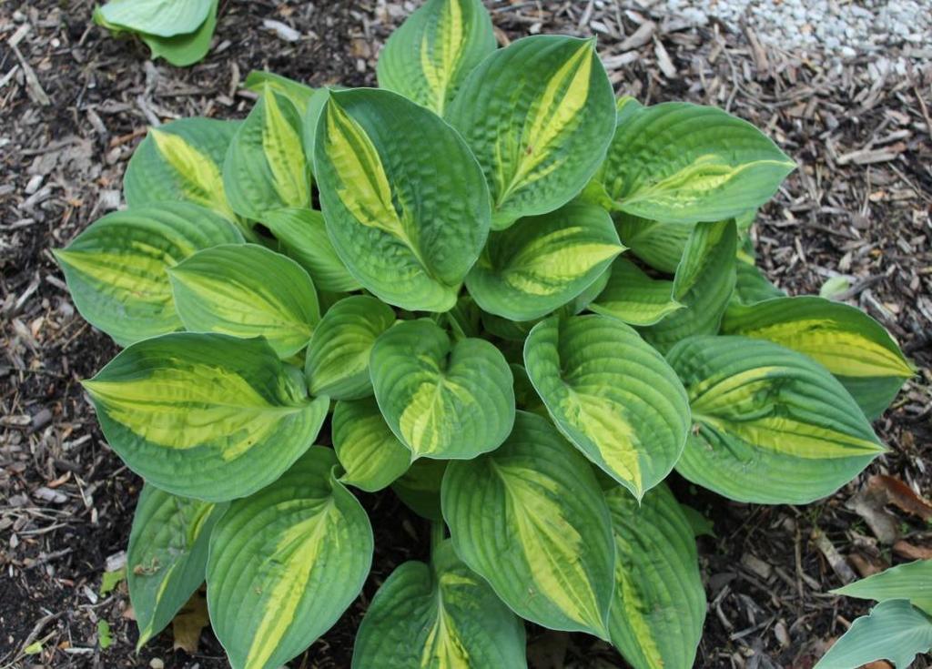 I love this hosta. It has a classic beauty. Doug Beilstein is selecting for wide-margined, narrowcentered variegated hostas. He is also choosing yellow mediovariegation over white.