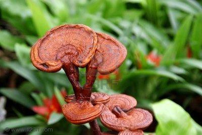Ganoderma Lucidum It is also called the mushroom of the Gods. It is considered as the No. 1 balancing food on the planet.