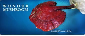 Ganoderma has 400 active nutrients which puts it on top of the 300 adaptogenic herbs that have been found until today.