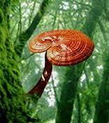 Ganoderma Lucidum: The benefits for human body The mushroom of the Gods strengthens the immune system, liver function, kidney function, and helps in cases
