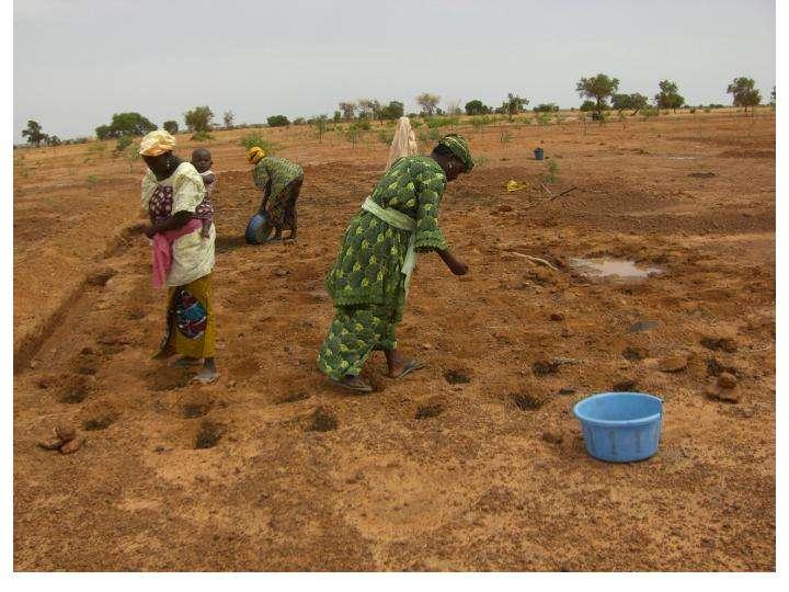 Women sowing okra in zaï