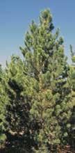 Page 4 Fall Catalog 2017-2018 Season Tel: 800-551-9875 LAWYER NURSERY, INC. Pinus contorta latifolia beg (Rocky Mountain Lodgepole Pine) To 75', Zone 4.