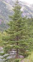 Most ornamental and popular strain of Scotch Pine. Preferred strain for Christmas trees; shears well, good needle retention. Best winter color of all.