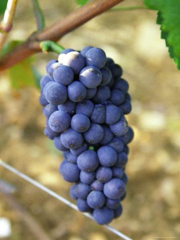 Pino Noir Ancient varietal, may be only one or two generations removed from wild vines Probably originated in the Cote d Or Patriarch of the Pinot family of grape varieties Pinot Gris, Pinot Blanc,