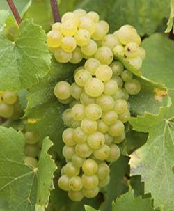 Chardonnay One of the most widely planted varietals Traced from the Middle Ages to the small village of Chardonnay in the Maĉon region Best expressions of the grape: