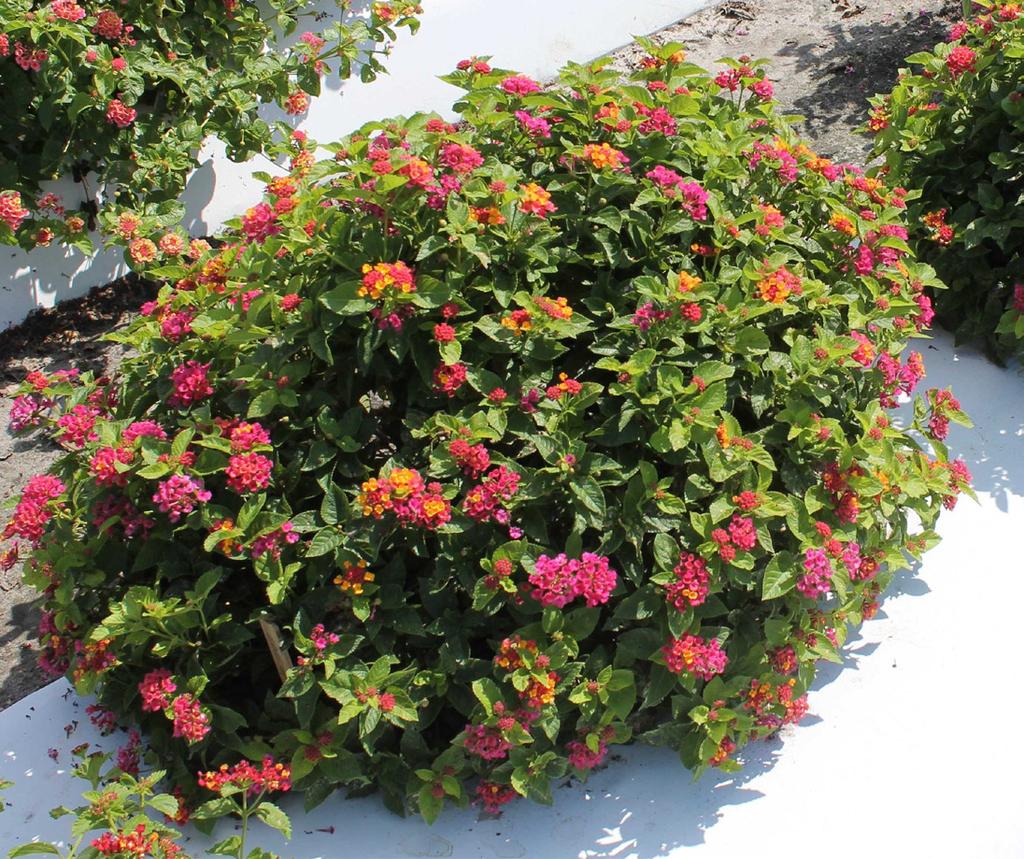 Flowers and inflorescences of Bloomify Red lantana grown outdoors in ground beds in full sun in Florida.